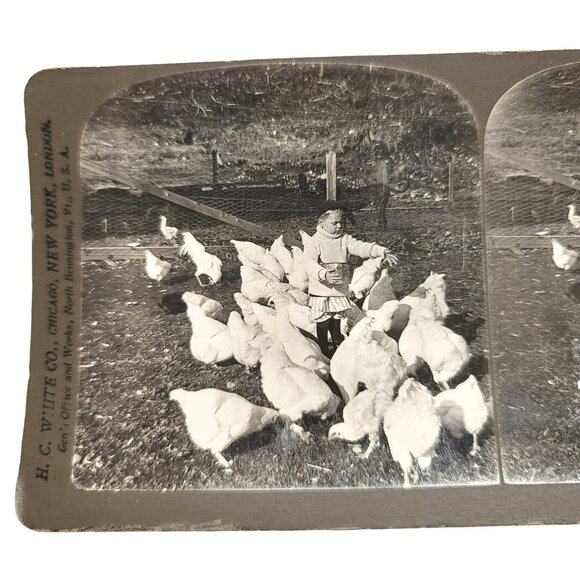 Antique Stereoscope Photo Card The Young Farmer Boy & Chickens 1904 LI89 - Picture 1 of 5